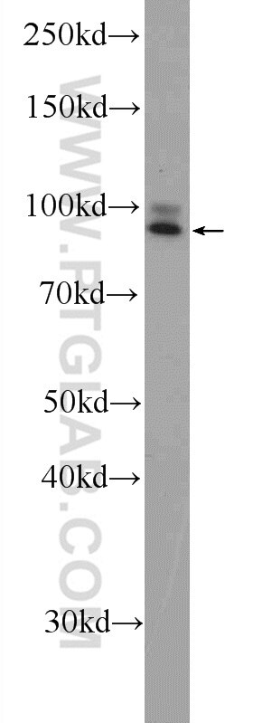 Western Blot (WB) analysis of MCF-7 cells using STRN3 Polyclonal antibody (23966-1-AP)