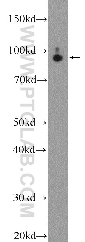 Western Blot (WB) analysis of mouse brain tissue using STRN3 Polyclonal antibody (23966-1-AP)