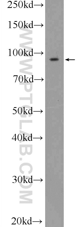 Western Blot (WB) analysis of MCF-7 cells using STRN3 Polyclonal antibody (23966-1-AP)