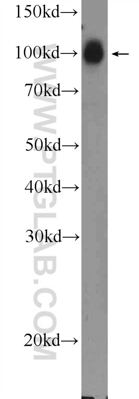 Western Blot (WB) analysis of mouse brain tissue using STRN3 Polyclonal antibody (23966-1-AP)