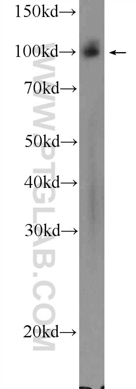 Western Blot (WB) analysis of mouse brain tissue using STRN3 Polyclonal antibody (23966-1-AP)