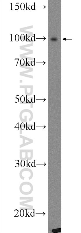 Western Blot (WB) analysis of MCF-7 cells using STRN3 Polyclonal antibody (23966-1-AP)