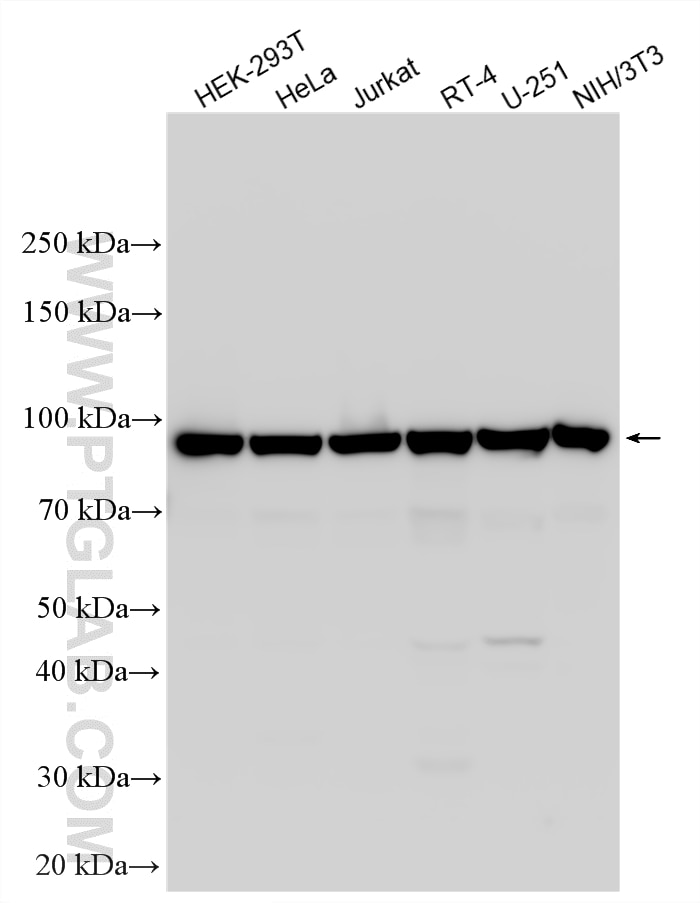 WB analysis using 34199-1-AP (same clone as 34199-1-PBS) Western Blot (WB) analysis of various lysates using STRN4 Polyclonal antibody (34199-1-AP)