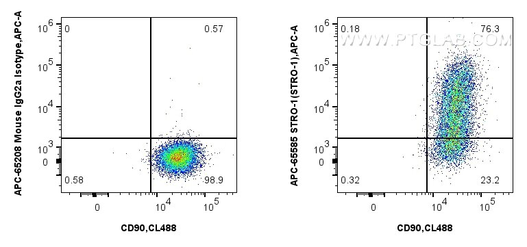 1x10^6 human bone marrow mesenchymal stromal cells were surface stained with CoraLite® Plus 488 Anti-Human CD90, and 5 ul APC Anti-Human STRO-1 (STRO-1) Mouse IgG2a RecAb (APC-65585, Clone: STRO-1) or APC Mouse IgG2a Isotype Control (C1.18.4) (APC-65208, Clone: C1.18.4). Cells were incubated with FC Receptor Block prior to staining. Cells were not fixed. Flow cytometry (FC) experiment of Human Bone marrow mesenchymal stromal cells using APC Anti-Human STRO-1 (STRO-1) Mouse IgG2a Recombi (APC-65585)