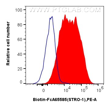 Flow cytometry (FC) experiment of Human Bone marrow mesenchymal stromal cells using FcZero-rAb® Biotin Anti-Human STRO-1 (STRO-1) Rabb (Biotin-FcA65585)