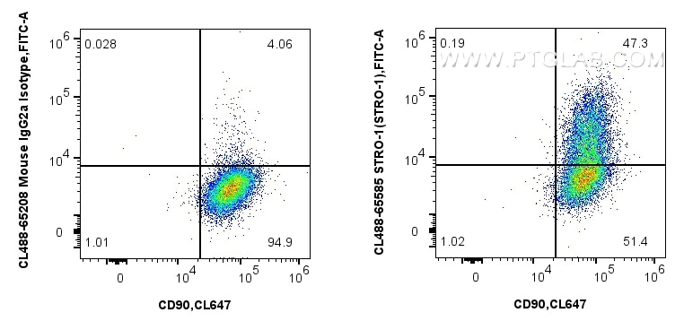 1x10^6 human bone marrow mesenchymal stromal cells were surface stained with CoraLite® Plus 647 Anti-Human CD90, and 5 ul CoraLite® Plus 488 Anti-Human STRO-1 (STRO-1) Mouse IgG2a RecAb (CL488-65585, Clone: STRO-1) or CoraLite® Plus 488 Mouse IgG2a Isotype Control (C1.18.4) (CL488-65208, Clone: C1.18.4). Cells were incubated with FC Receptor Block prior to staining. Cells were not fixed. Flow cytometry (FC) experiment of Human Bone marrow mesenchymal stromal cells using CoraLite® Plus 488 Anti-Human STRO-1 (STRO-1) Mous (CL488-65585)