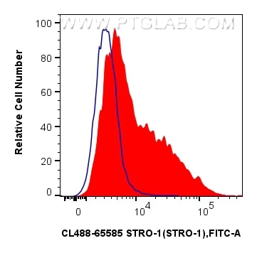 1x10^6 human bone marrow mesenchymal stromal cells were surface stained with 5 ul CoraLite® Plus 488 Anti-Human STRO-1 (STRO-1) Mouse IgG2a RecAb (CL488-65585, Clone: STRO-1)(red) or CoraLite® Plus 488 Mouse IgG2a Isotype Control (C1.18.4) (CL488-65208, Clone: C1.18.4) (blue). Cells were incubated with FC Receptor Block prior to staining. Cells were not fixed. Flow cytometry (FC) experiment of Human Bone marrow mesenchymal stromal cells using CoraLite® Plus 488 Anti-Human STRO-1 (STRO-1) Mous (CL488-65585)