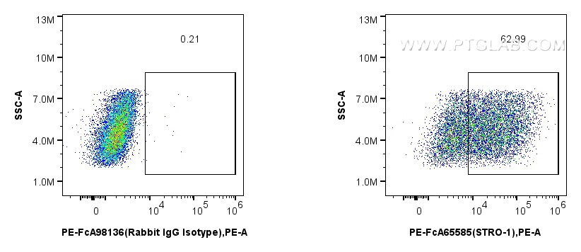 Flow cytometry (FC) experiment of Human Bone marrow mesenchymal stromal cells using FcZero-rAb™ PE Anti-Human STRO-1 (STRO-1) Rabbit I (PE-FcA65585)