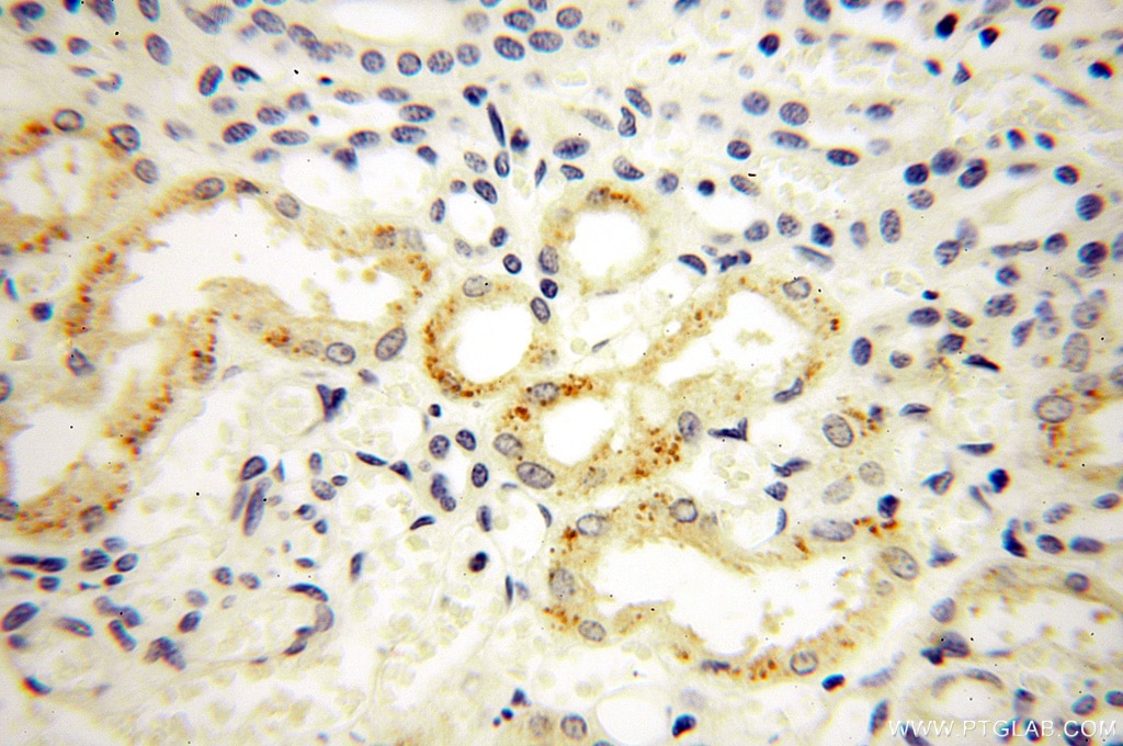 Immunohistochemistry (IHC) staining of human kidney tissue using STS Polyclonal antibody (17870-1-AP)