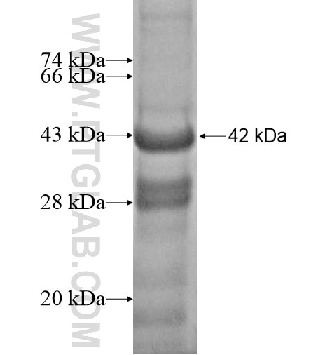 STS fusion protein Ag12606 SDS-PAGE