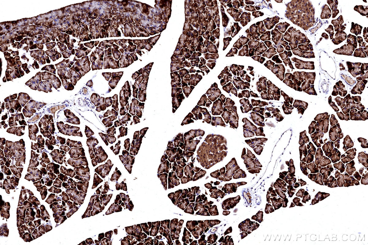 Immunohistochemistry (IHC) staining of mouse pancreas tissue using STT3A Monoclonal antibody (66581-1-Ig)
