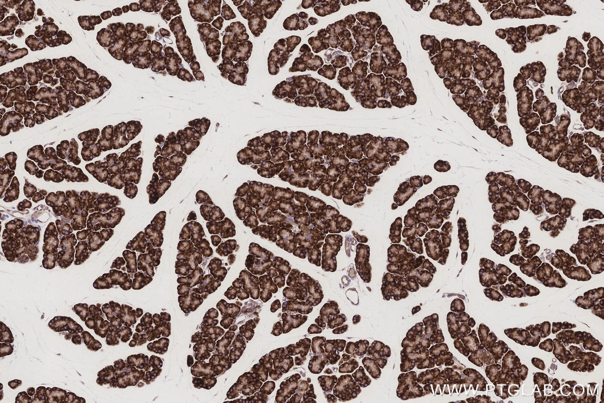 Immunohistochemistry (IHC) staining of rat pancreas tissue using STT3A Monoclonal antibody (66581-1-Ig)