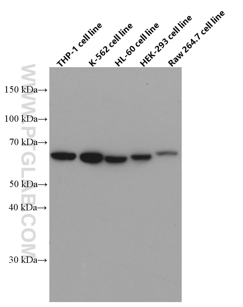 Western Blot (WB) analysis of THP-1 cells using STT3A Monoclonal antibody (66581-1-Ig)