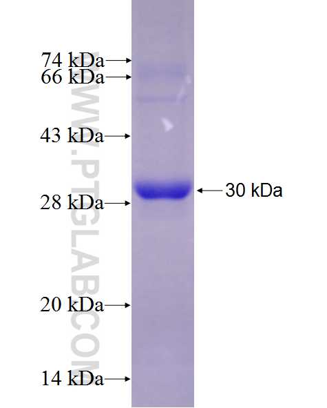 STT3A fusion protein Ag27072 SDS-PAGE