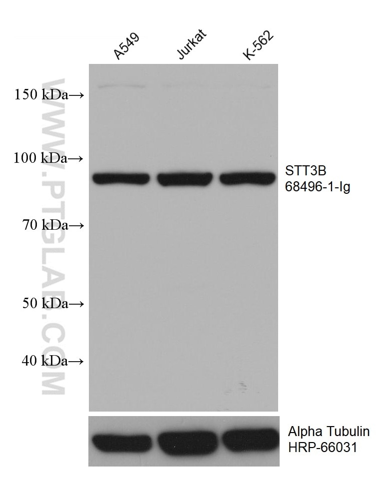 Western Blot (WB) analysis of various lysates using STT3B Monoclonal antibody (68496-1-Ig)