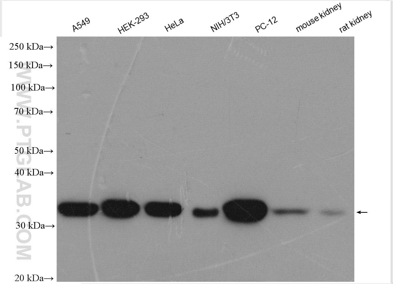 Western Blot (WB) analysis of various lysates using STUB1 Polyclonal antibody (29751-1-AP)