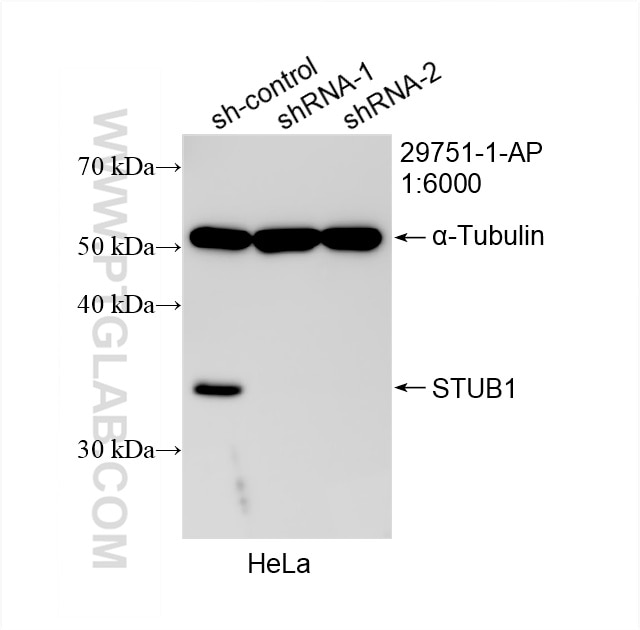 Western Blot (WB) analysis of HeLa cells using STUB1 Polyclonal antibody (29751-1-AP)