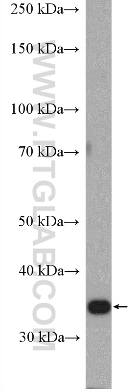 Western Blot (WB) analysis of HEK-293 cells using STUB1 Polyclonal antibody (55430-1-AP)