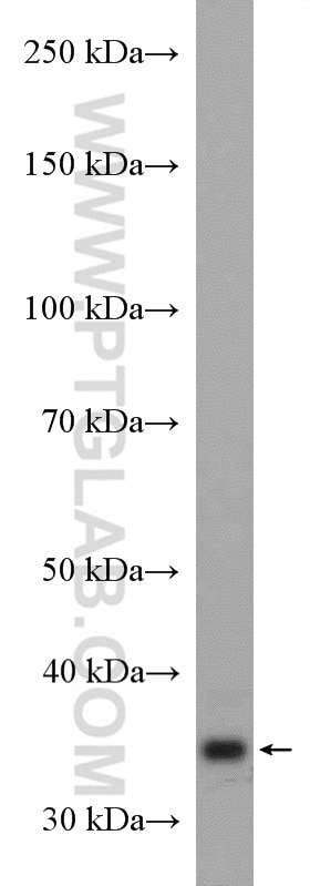 Western Blot (WB) analysis of MCF-7 cells using STUB1 Polyclonal antibody (55430-1-AP)