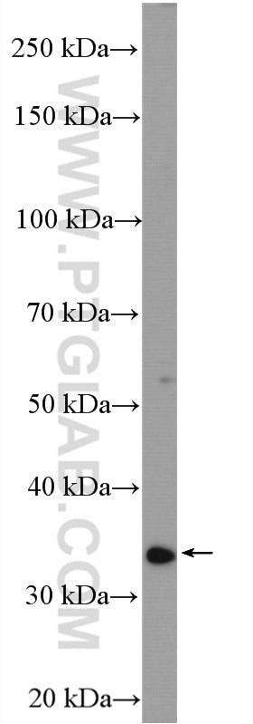 Western Blot (WB) analysis of mouse brain tissue using STUB1 Polyclonal antibody (55430-1-AP)