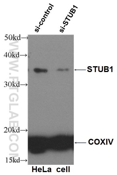 Western Blot (WB) analysis of HeLa cells using STUB1 Polyclonal antibody (55430-1-AP)