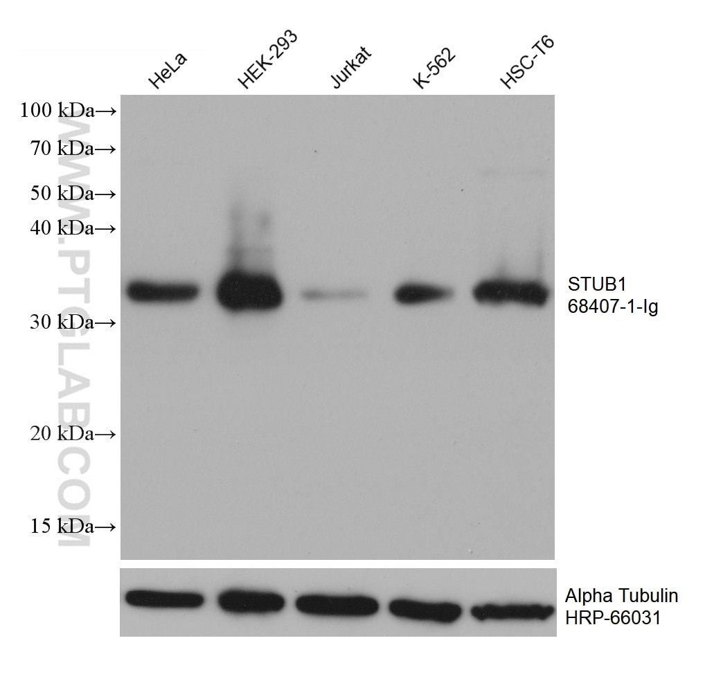 Western Blot (WB) analysis of various lysates using STUB1 Monoclonal antibody (68407-1-Ig)