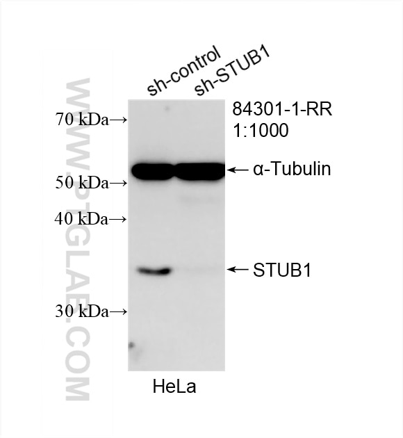 Western Blot (WB) analysis of HeLa cells using STUB1 Recombinant antibody (84301-1-RR)