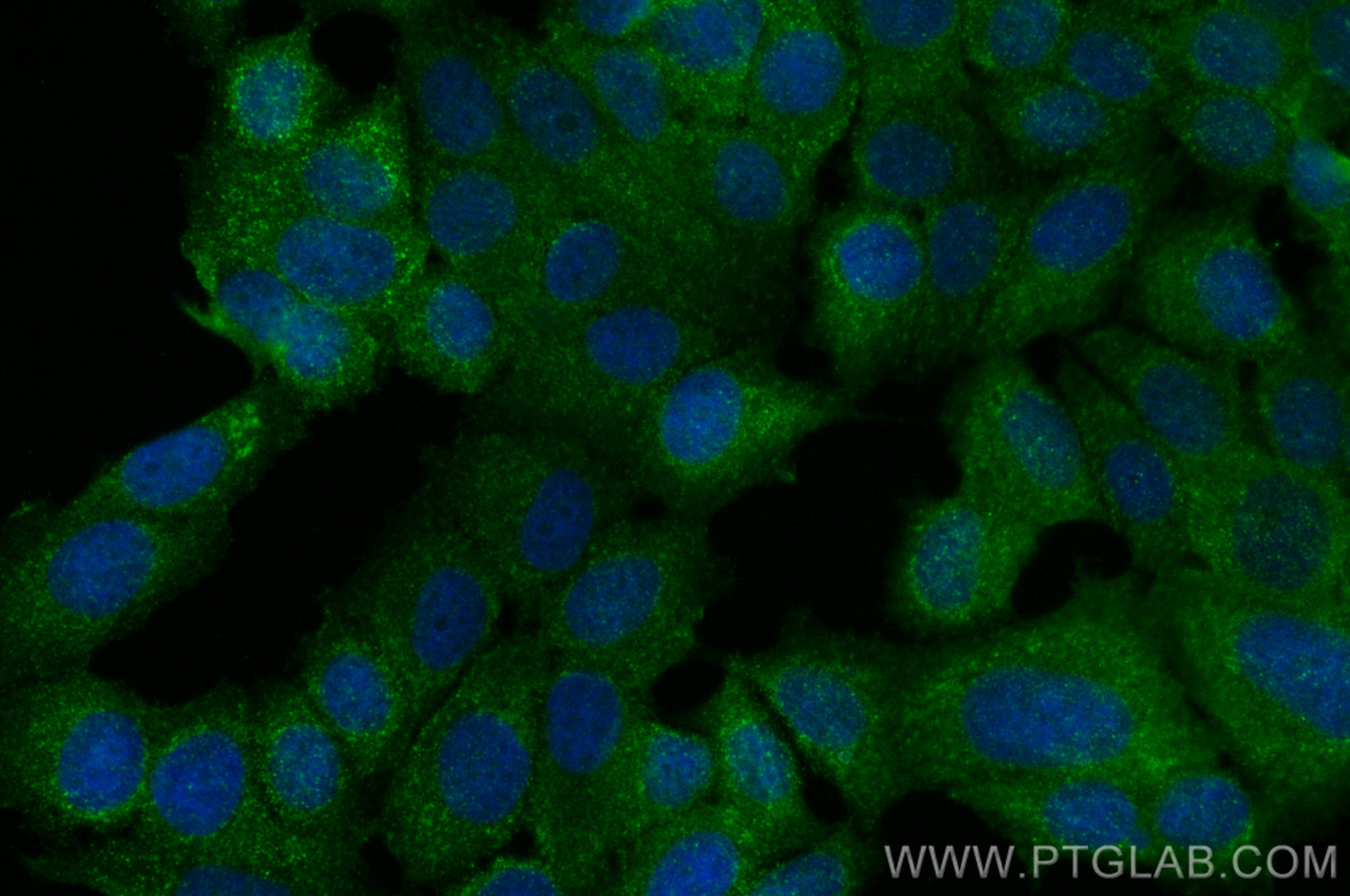 Immunofluorescence (IF) / fluorescent staining of MCF-7 cells using CoraLite® Plus 488-conjugated STUB1 Monoclonal ant (CL488-68407)