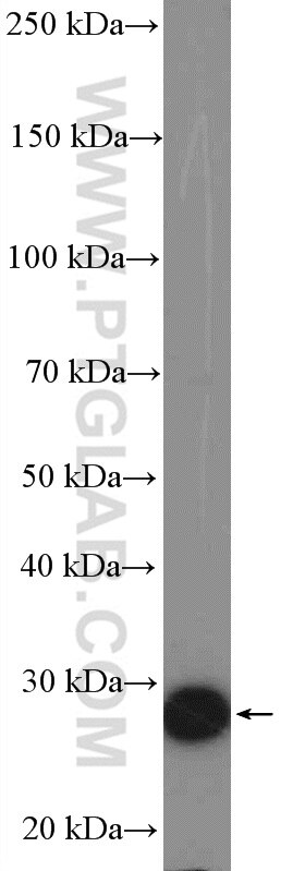 Syntaxin 10