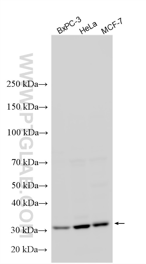 Western Blot (WB) analysis of various lysates using Syntaxin 10 Polyclonal antibody (11036-1-AP)
