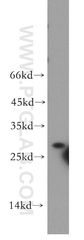 Western Blot (WB) analysis of BxPC-3 cells using Syntaxin 10 Polyclonal antibody (11036-1-AP)