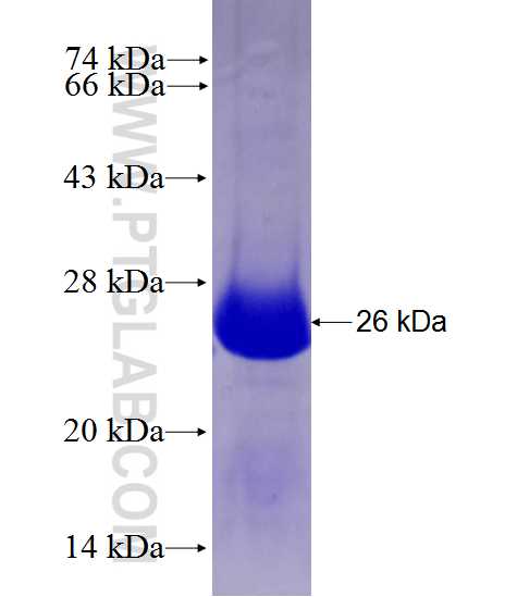STX10 fusion protein Ag27861 SDS-PAGE