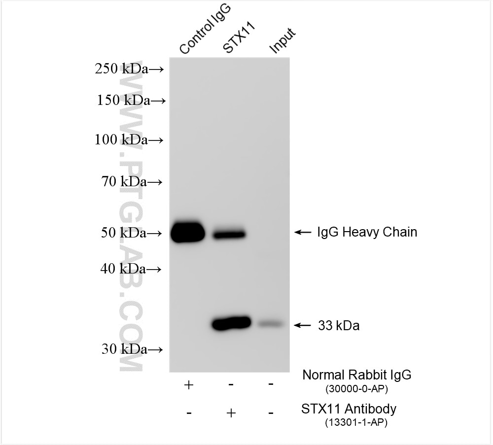 Immunoprecipitation (IP) experiment of DU 145 cells using Syntaxin 11 Polyclonal antibody (13301-1-AP)