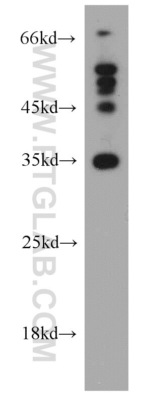 Western Blot (WB) analysis of L02 cells using Syntaxin 11 Polyclonal antibody (13301-1-AP)