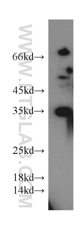 Western Blot (WB) analysis of mouse lung tissue using Syntaxin 11 Polyclonal antibody (13301-1-AP)