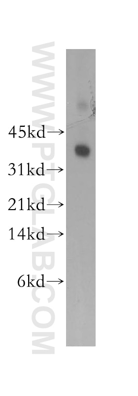Western Blot (WB) analysis of human placenta tissue using Syntaxin 11 Polyclonal antibody (13301-1-AP)