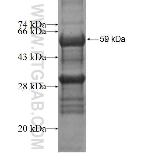 STX11 fusion protein Ag4097 SDS-PAGE