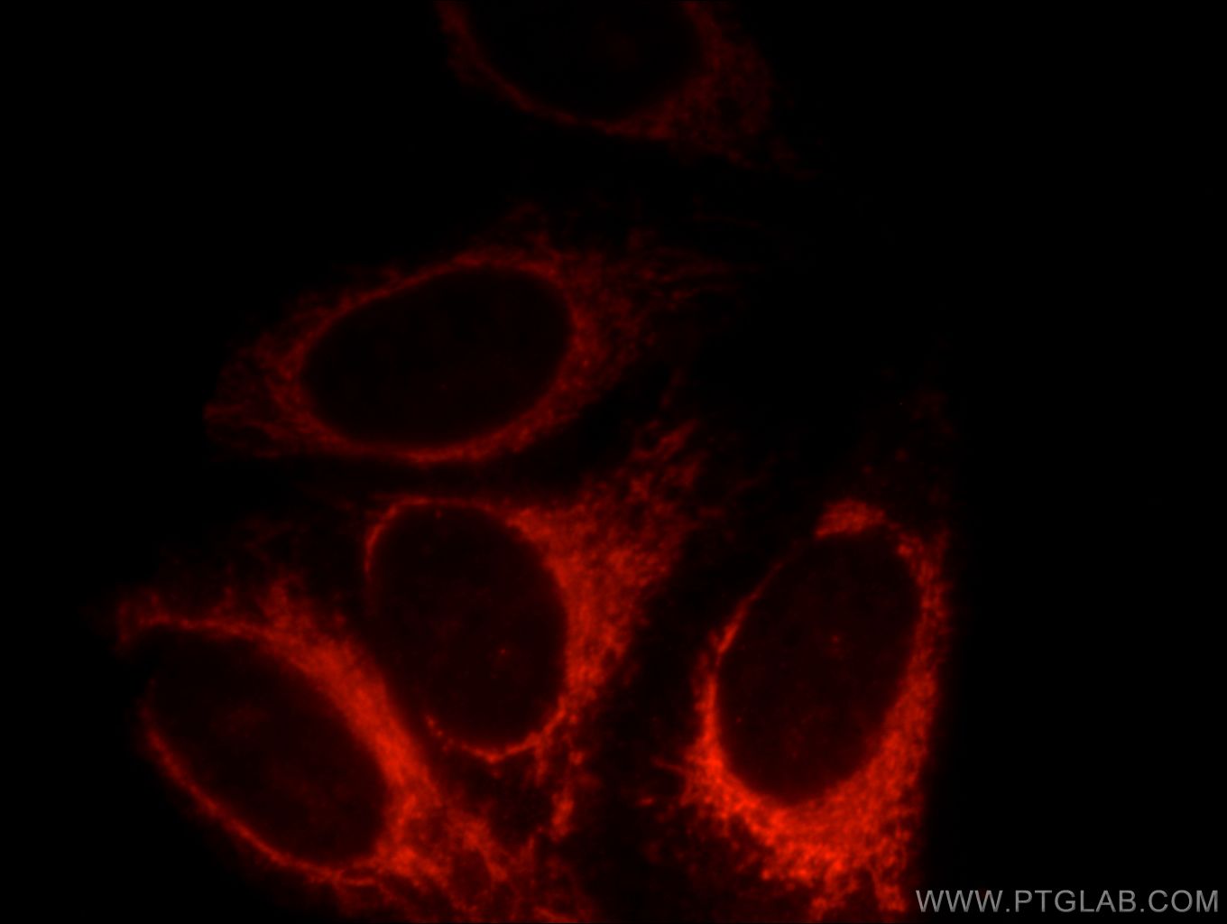 Immunofluorescence (IF) / fluorescent staining of HepG2 cells using Syntaxin 12 Polyclonal antibody (14259-1-AP)