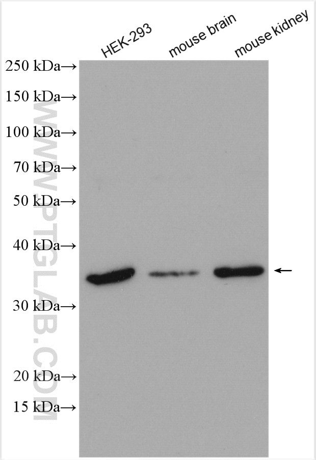 Western Blot (WB) analysis of various lysates using Syntaxin 12 Polyclonal antibody (14259-1-AP)