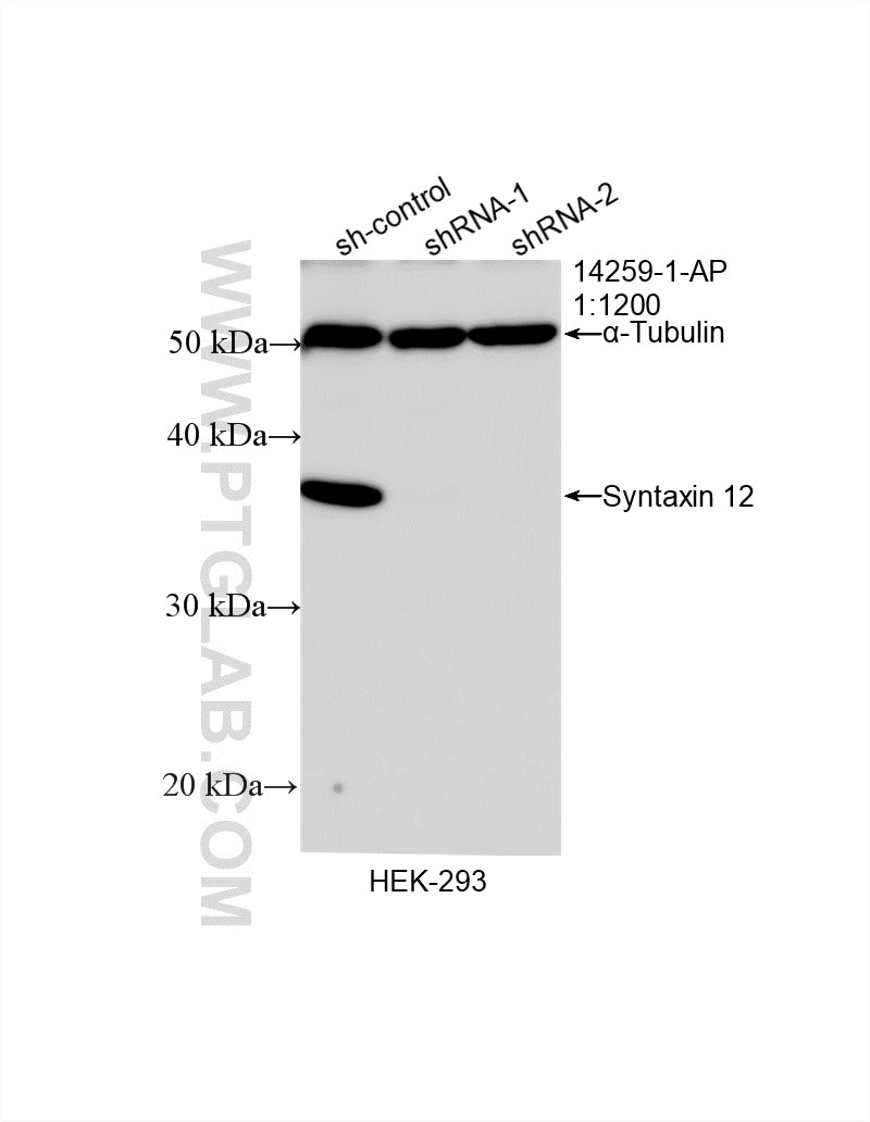 Western Blot (WB) analysis of HEK-293 cells using Syntaxin 12 Polyclonal antibody (14259-1-AP)