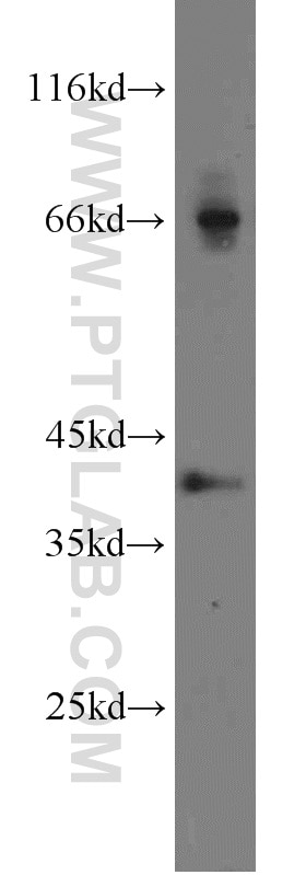 Western Blot (WB) analysis of BxPC-3 cells using Syntaxin 12 Polyclonal antibody (14259-1-AP)