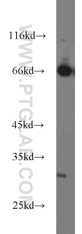 Western Blot (WB) analysis of mouse heart tissue using Syntaxin 12 Polyclonal antibody (14259-1-AP)