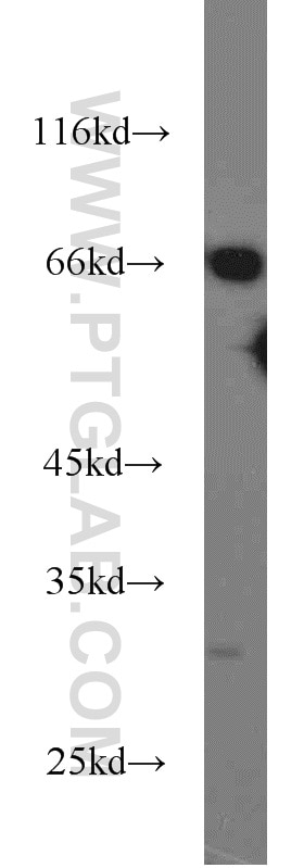 Western Blot (WB) analysis of mouse heart tissue using Syntaxin 12 Polyclonal antibody (14259-1-AP)