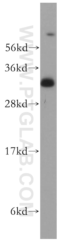 Western Blot (WB) analysis of human heart tissue using Syntaxin 12 Polyclonal antibody (14259-1-AP)