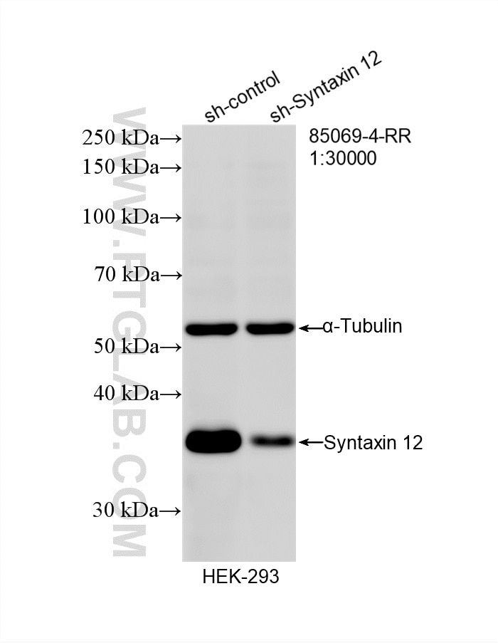 Western Blot (WB) analysis of HEK-293 cells using Syntaxin 12 Recombinant monoclonal antibody (85069-4-RR)
