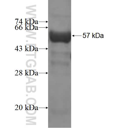 STX12 fusion protein Ag5532 SDS-PAGE