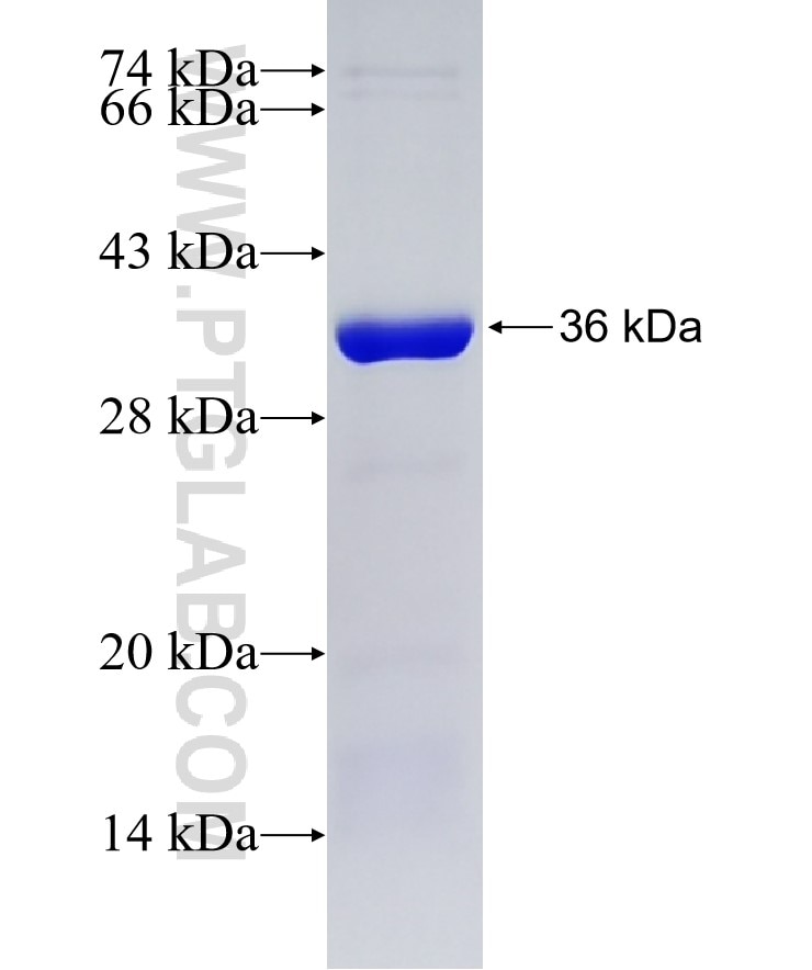 STX12 fusion protein Ag5738 SDS-PAGE