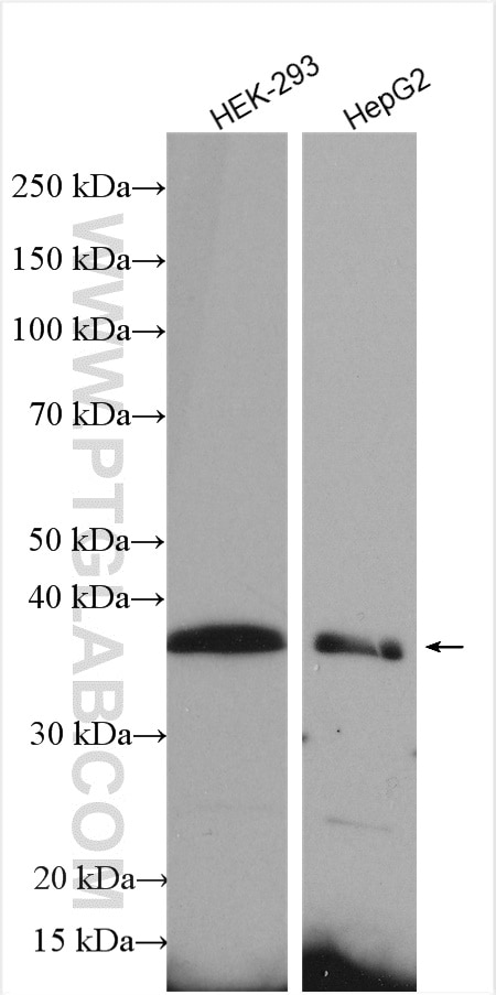 Western Blot (WB) analysis of various lysates using Syntaxin 16 Polyclonal antibody (11201-1-AP)