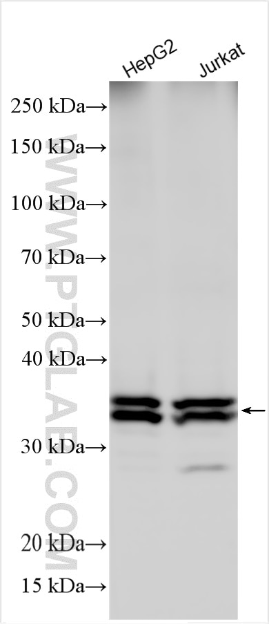 Western Blot (WB) analysis of various lysates using Syntaxin 17 Polyclonal antibody (17815-1-AP)
