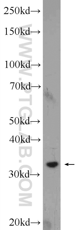 Western Blot (WB) analysis of L02 cells using Syntaxin 17 Polyclonal antibody (17815-1-AP)